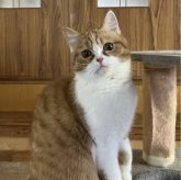 スコティッシュフォールド(立ち耳)