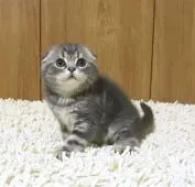 スコティッシュフォールド(折れ耳)【和歌山県・男の子・2018年3月3日・ブルータビー】の写真1