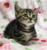 マンチカン【和歌山県・男の子・2016年6月8日・ブラウンタビー】の写真1