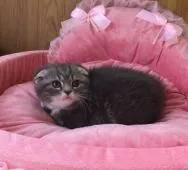 スコティッシュフォールド(折れ耳)【和歌山県・女の子・2019年3月2日・ブルータビー&ホワイト】の写真2