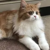 ミヌエット(長足)【和歌山県・男の子・2023年3月25日・レッドタビー&ホワイト】の写真2