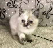 ミヌエット【和歌山県・女の子・2021年9月15日・シールトーティポイント&ホワイト】の写真2