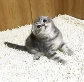 スコティッシュフォールド(折れ耳)【和歌山県・男の子・2018年3月3日・ブルータビー】の写真2