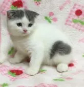 スコティッシュフォールド【和歌山県・女の子・2016年6月12日・ブルー&ホワイト】の写真2