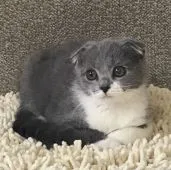 スコティッシュフォールド(折れ耳)【和歌山県・女の子・2017年4月15日・ブルー&ホワイト】の写真2