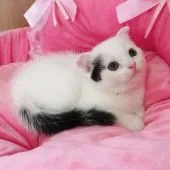 スコティッシュフォールド(折れ耳)【和歌山県・女の子・2018年8月6日・ブラック&ホワイト ヴァン】の写真2