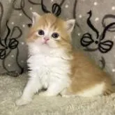 ミヌエット(長足)【和歌山県・女の子・2022年12月9日・レッドタビー&ホワイト】の写真3