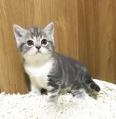スコティッシュフォールド(立ち耳)【和歌山県・男の子・2018年4月13日・ブルークラシックタビー&ホワイト】の写真3