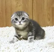 スコティッシュフォールド(折れ耳)【和歌山県・男の子・2018年3月3日・ブルータビー】の写真3