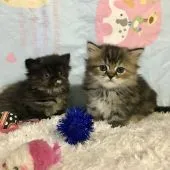 ミヌエット【和歌山県・女の子・2020年5月10日・トーティシェル】の写真4「左側の子です。」