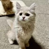 ミヌエット(長足)【和歌山県・男の子・2024年7月21日・クリームタビー】の写真6