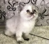 ミヌエット【和歌山県・女の子・2021年9月15日・シールトーティポイント&ホワイト】の写真4