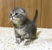 スコティッシュフォールド(折れ耳)【和歌山県・男の子・2018年3月3日・ブルータビー】の写真4