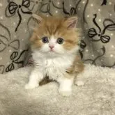 ミヌエット(長足)【和歌山県・男の子・2023年3月25日・レッドタビー&ホワイト】の写真5