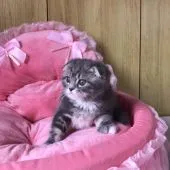 スコティッシュフォールド(折れ耳)【和歌山県・女の子・2019年3月2日・ブルータビー&ホワイト】の写真5