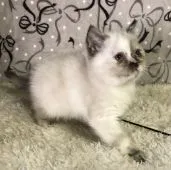 ミヌエット【和歌山県・女の子・2021年9月15日・シールトーティポイント&ホワイト】の写真5