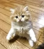 ミヌエット(長足)【和歌山県・男の子・2025年1月16日・レッドタビー&ホワイト】の写真8