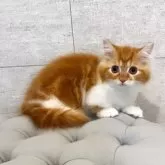 ミヌエット(短足)【和歌山県・男の子・2025年5月13日・レッドタビー&ホワイト】の写真3