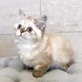 ミヌエット(短足)【和歌山県・男の子・2025年5月13日・チョコレートポイント】の写真3