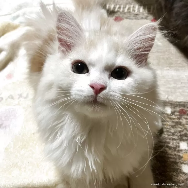 ID:2503-00333の子猫