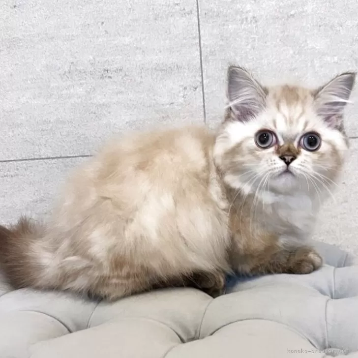 ミヌエット(短足)【和歌山県・男の子・2025年5月13日・チョコレートポイント】の写真1