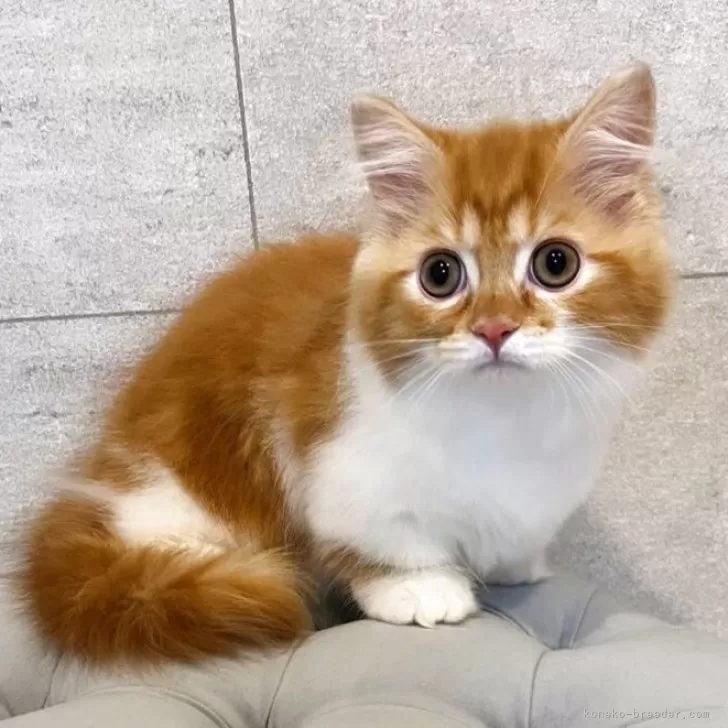 ミヌエット(短足)【和歌山県・男の子・2025年5月13日・レッドタビー&amp;ホワイト】の写真1