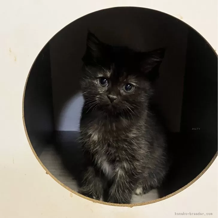 イチ 様のお迎えした子猫