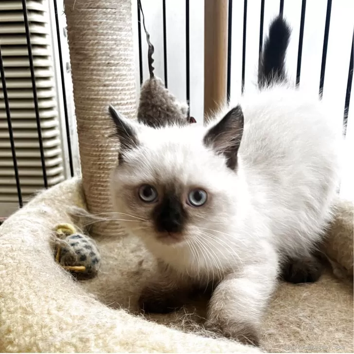HK 様のお迎えした子猫