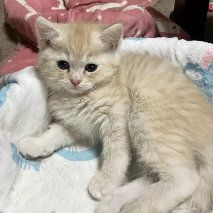 M.K 様のお迎えした子猫