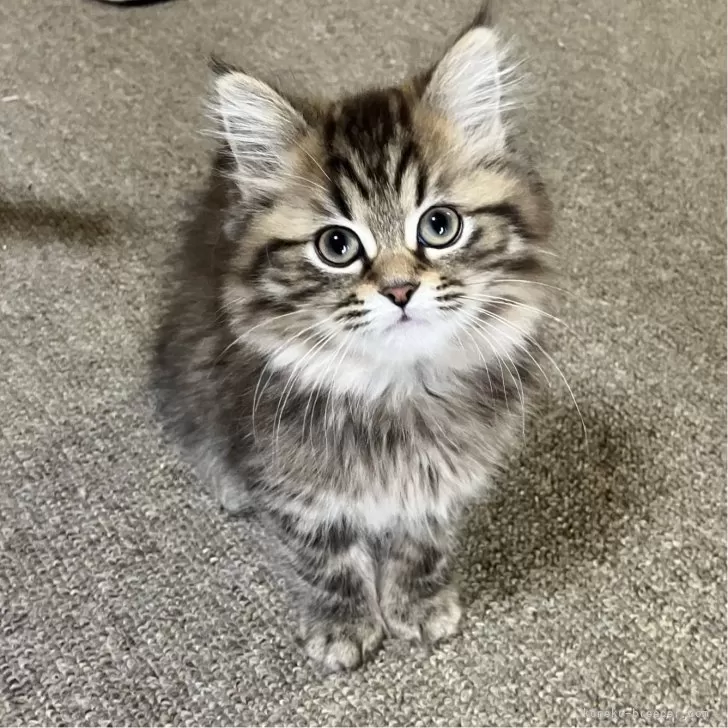 ID:2501-01527の子猫