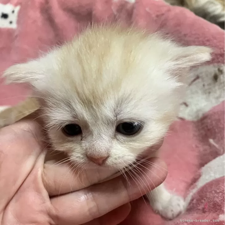 ID：2502-01435の子猫