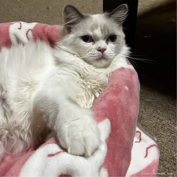 ミヌエット(長足)【和歌山県・男の子・2025年6月19日・ブルーポイント&amp;ホワイト】の写真1