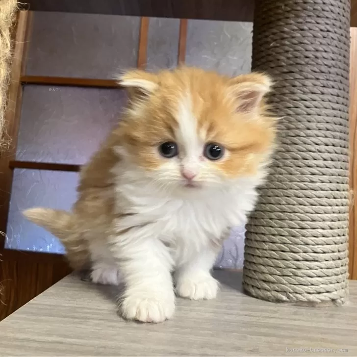 ID:2501-01529の子猫
