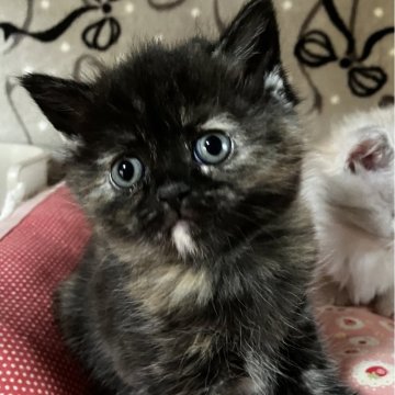 ミヌエット(長足)【和歌山県・女の子・2025年10月31日・トーティシェル（ショートヘア）】の写真「長足ショートヘアの可愛い女の子♪」