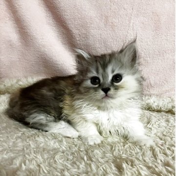 ミヌエット(短足)【和歌山県・女の子・2025年8月1日・キャリコスモーク（ロングヘア）】の写真「短足ロングヘアの可愛い女の子♪」