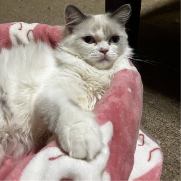 ミヌエット(長足)【和歌山県・男の子・2025年6月19日・ブルーポイント&ホワイト（ロングヘア）】の写真「長足ロングヘアの可愛い男の子♪」