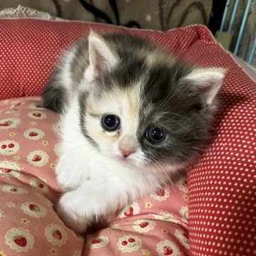 ミヌエット(短足)【和歌山県・女の子・2025年10月31日・キャリコスモーク（ショートヘア）】の写真「短足ショートヘアの可愛い女の子♪」