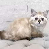 ミヌエット(短足)