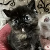 ミヌエット(長足)