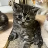 ミヌエット(長足)【和歌山県・男の子・2025年2月3日・ブラックスモーク】の写真1