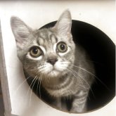 ミヌエット(長足)