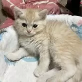 ミヌエット(長足)【和歌山県・男の子・2025年2月3日・カメオマッカレルタビー】の写真1