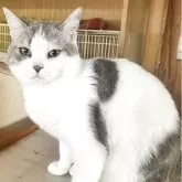 ミヌエット(長足)