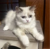 ミヌエット(長足)