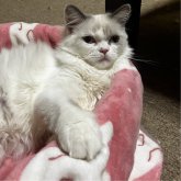 ミヌエット(長足)