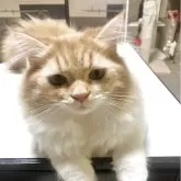 ミヌエット(長足)