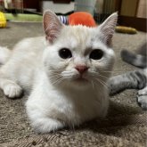 ミヌエット(短足)