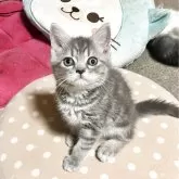 ミヌエット(長足)