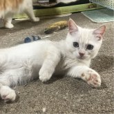 ミヌエット(短足)