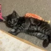 ミヌエット(長足)【和歌山県・男の子・2025年2月3日・ブラックスモーク】の写真2